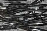 Polished Fossil Orthoceras (Cephalopod) Plate - Morocco #359580-1